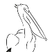 The Pelican